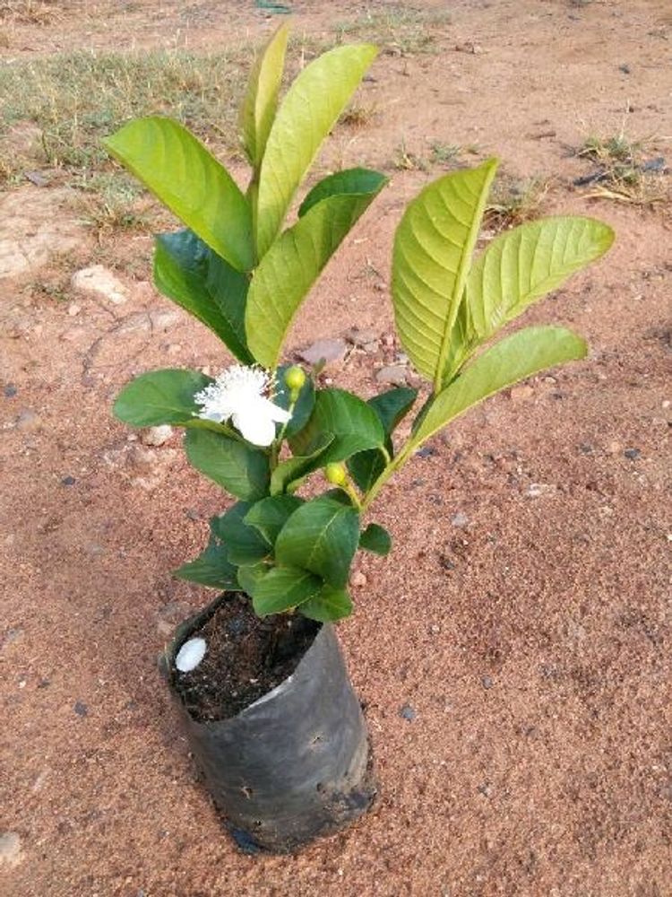 Hybrid Guava Plant