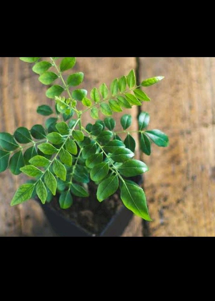 Kari Patta Mini Plant