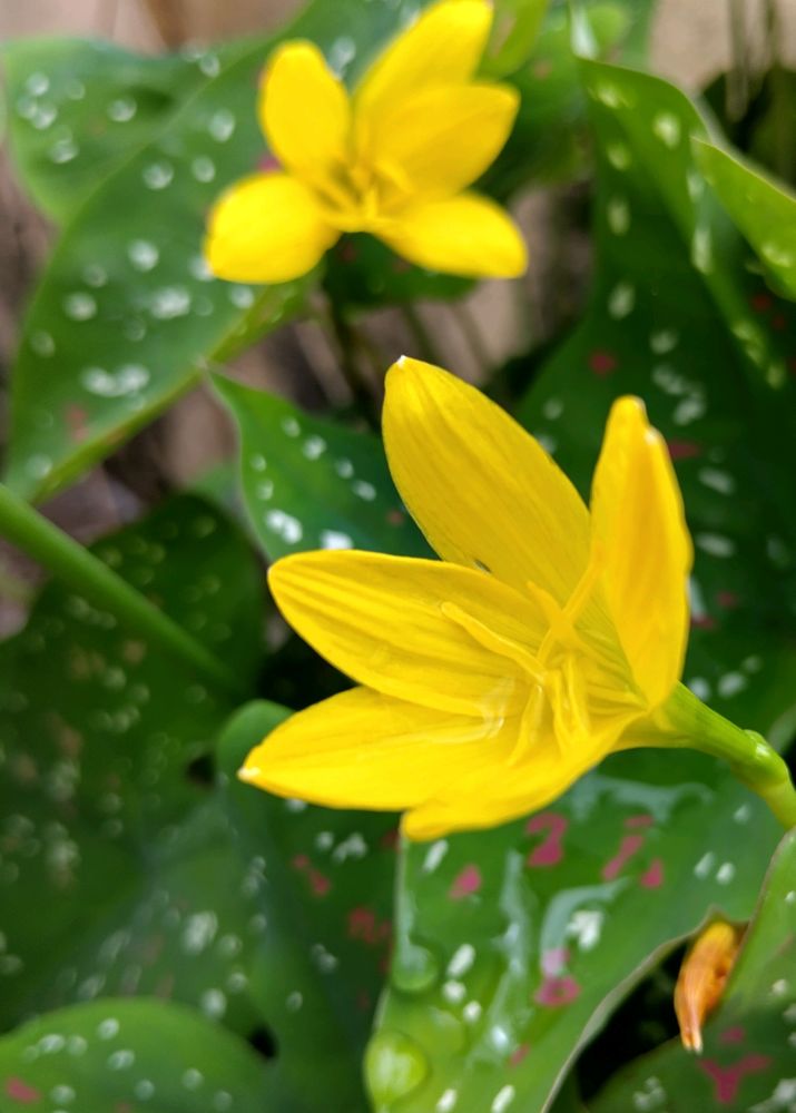 Yellow Rain Lily Bulb