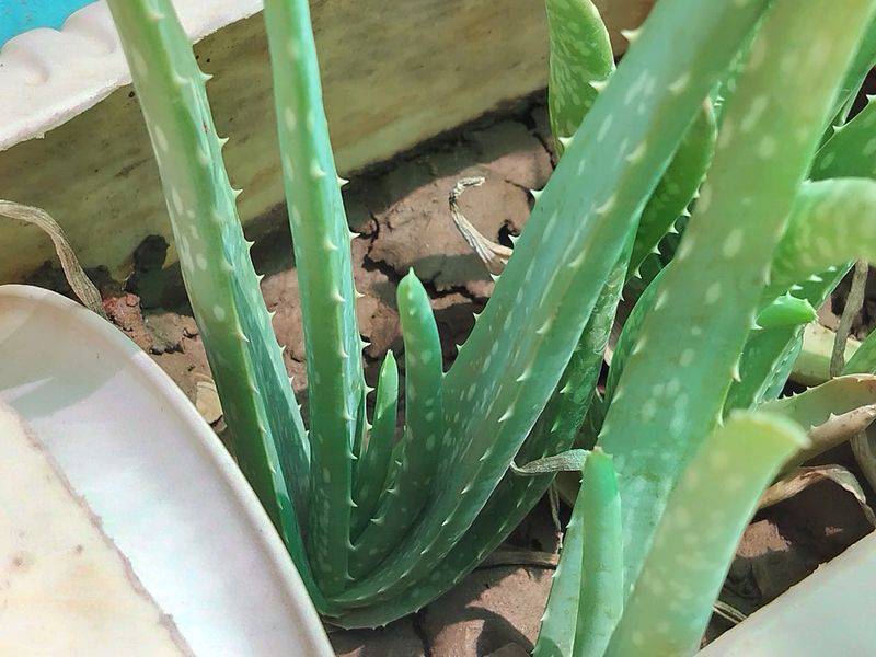 Aloevera Plant