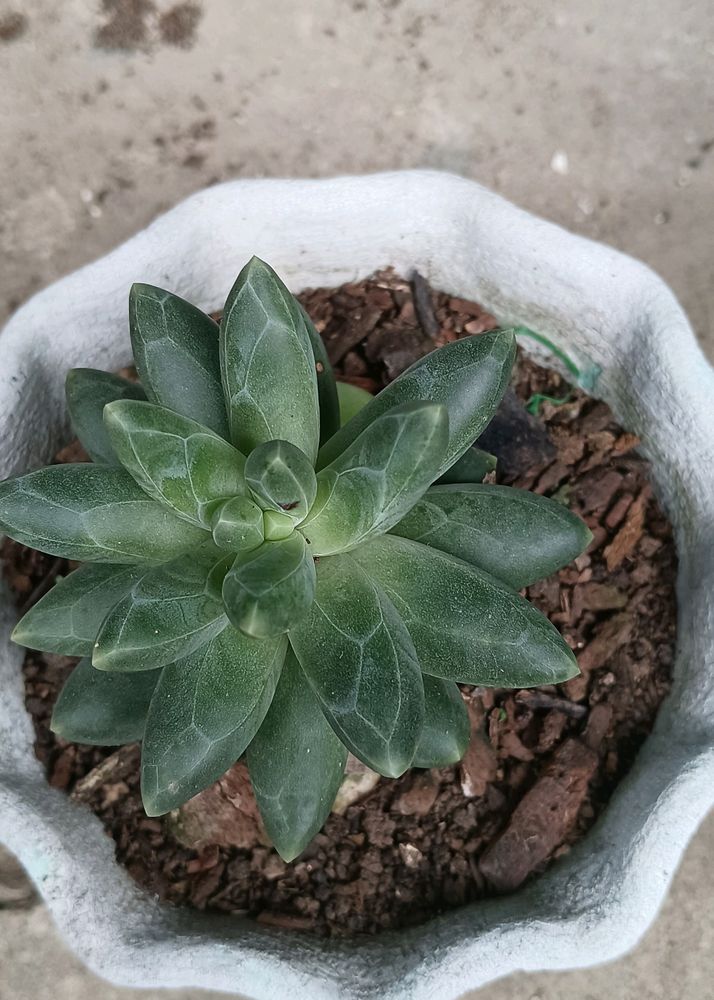 Little Jewel Succulent