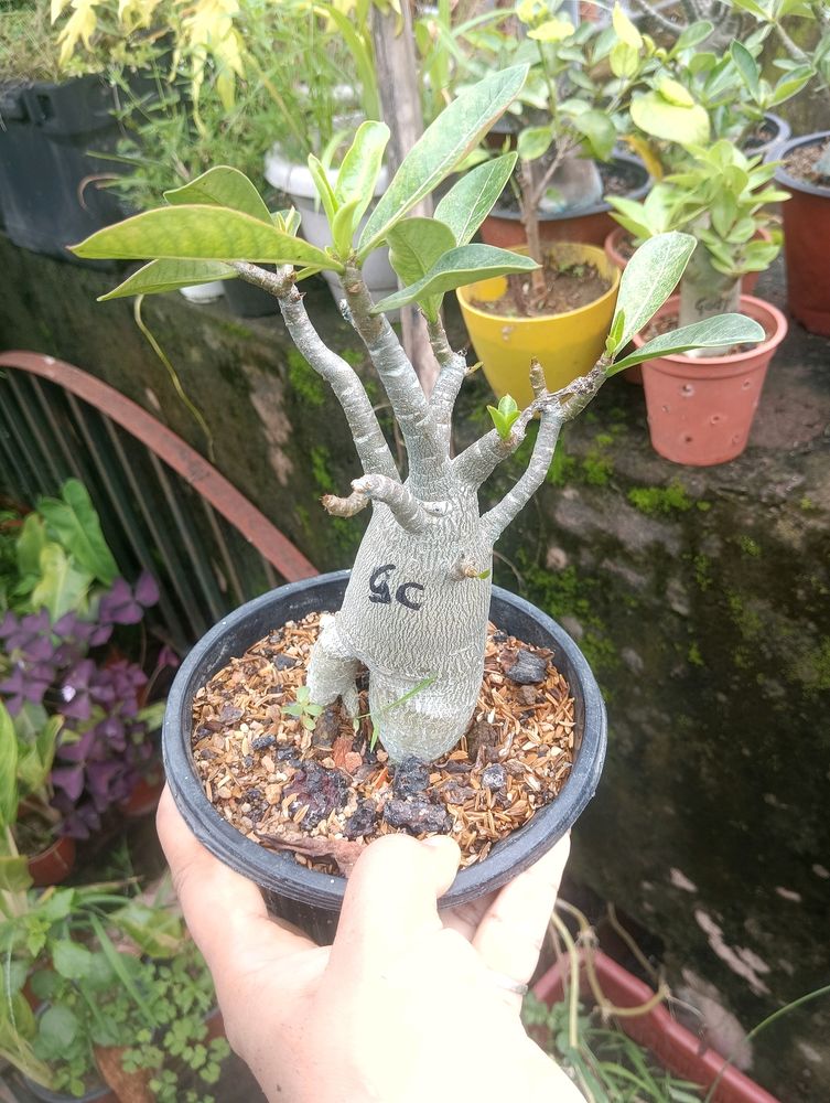 Adenium Arabicum Combo