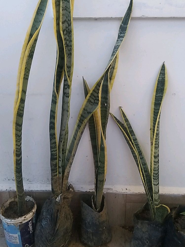 Snake Plant With Pot