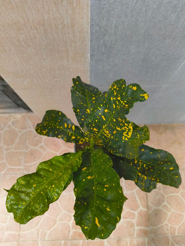 Gold Dust Croton With 10 Inch Plastic Pot