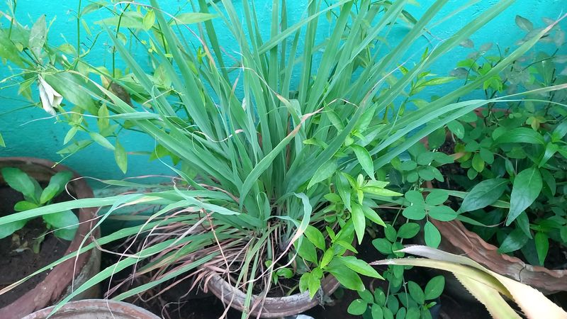 Lemongrass Sapling