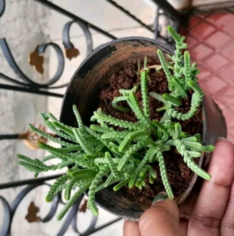 Crassula Muscosa ( Toy Cypress ) Chain Succulent