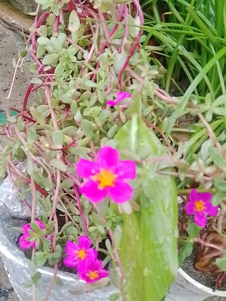 Pink Flower Shapling A Pack Of 3 Cutting