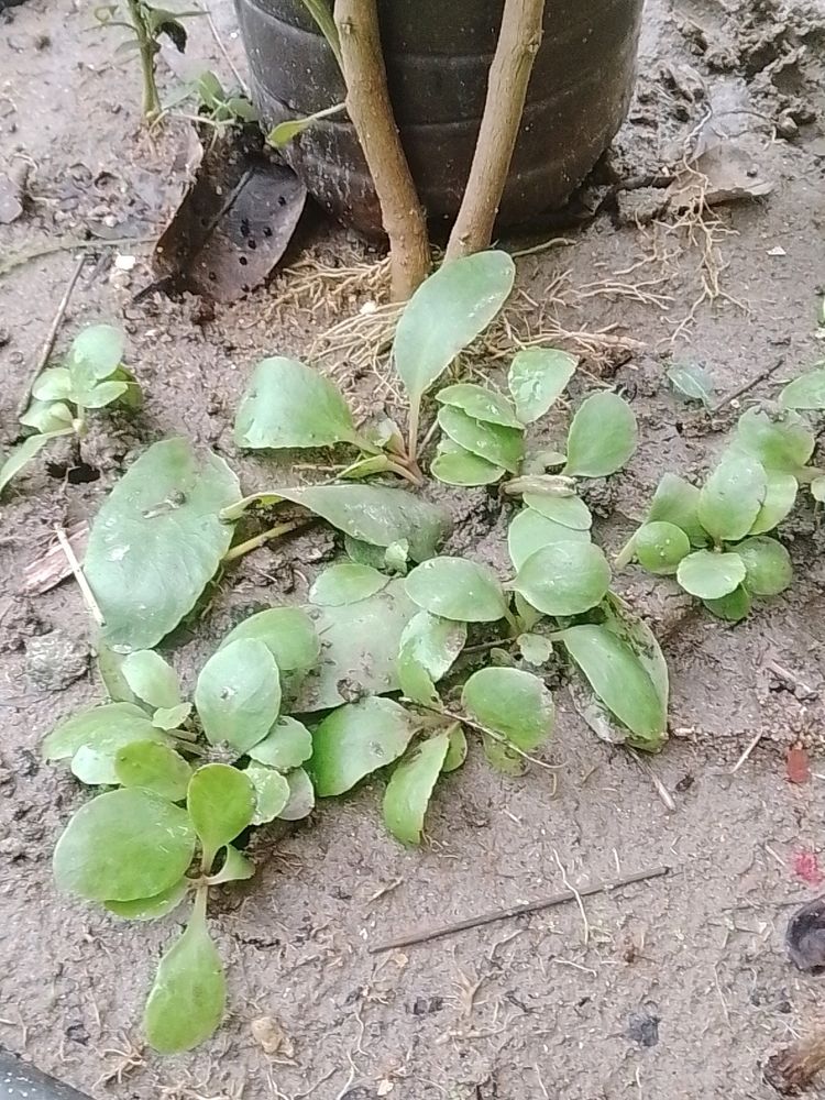 Bryophyllum Plant Shapling 1pices Per Order