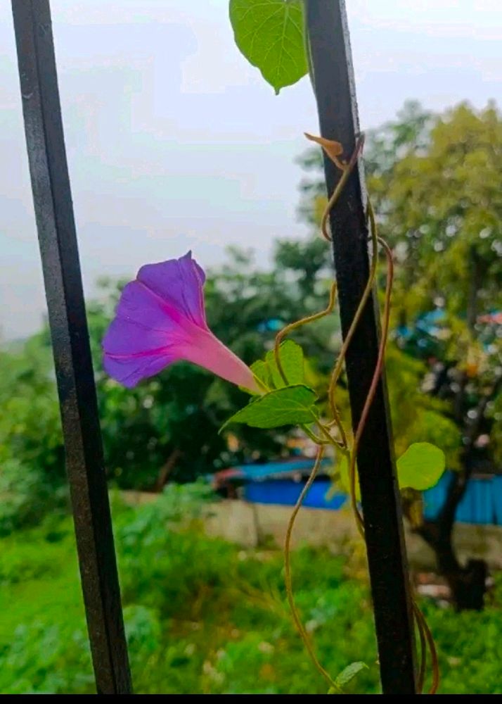 Mix Color Morning Glory Seeds