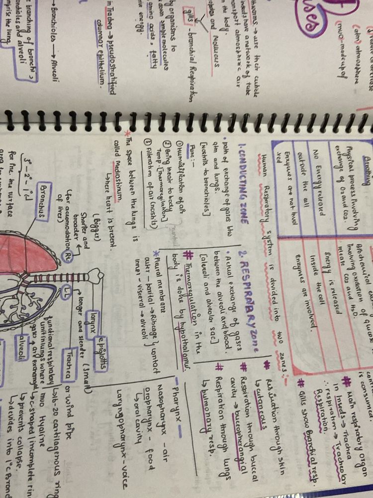 Notes Class 11th Handwritten