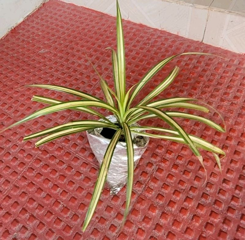 Pandanus veitchii Plant