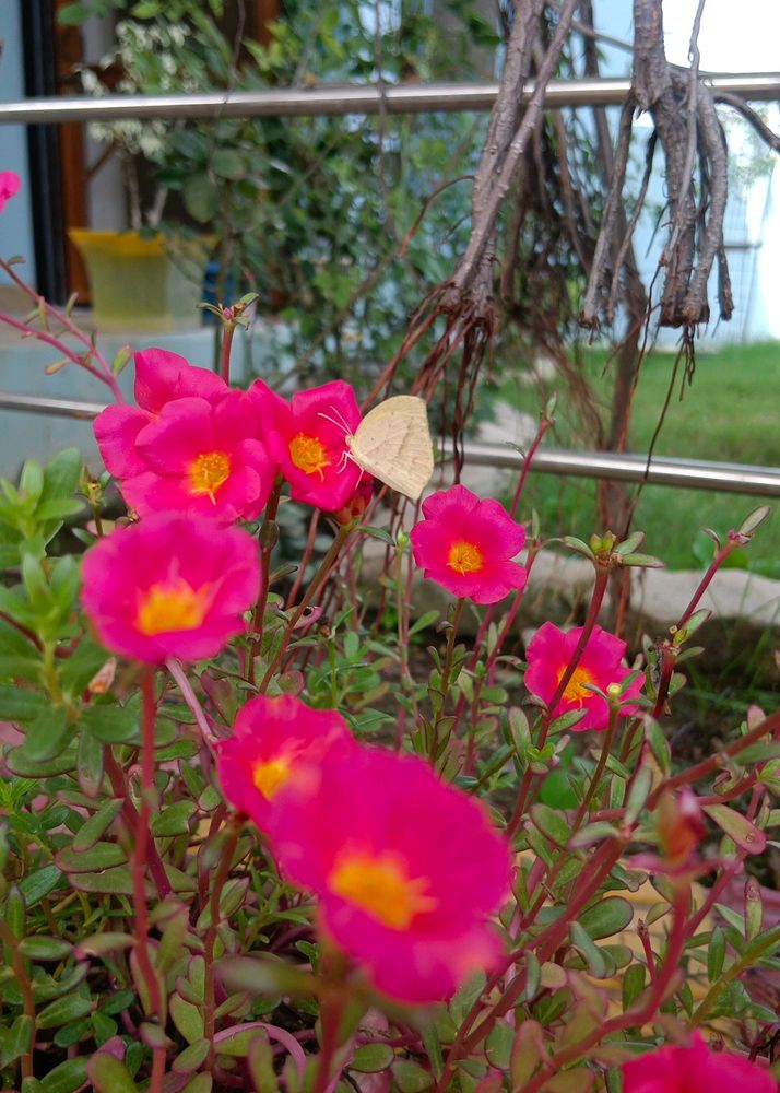 Portulaca Office Time Flowers Cuttings