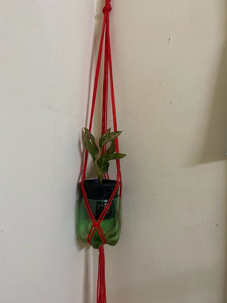 Plant Wall Hanging