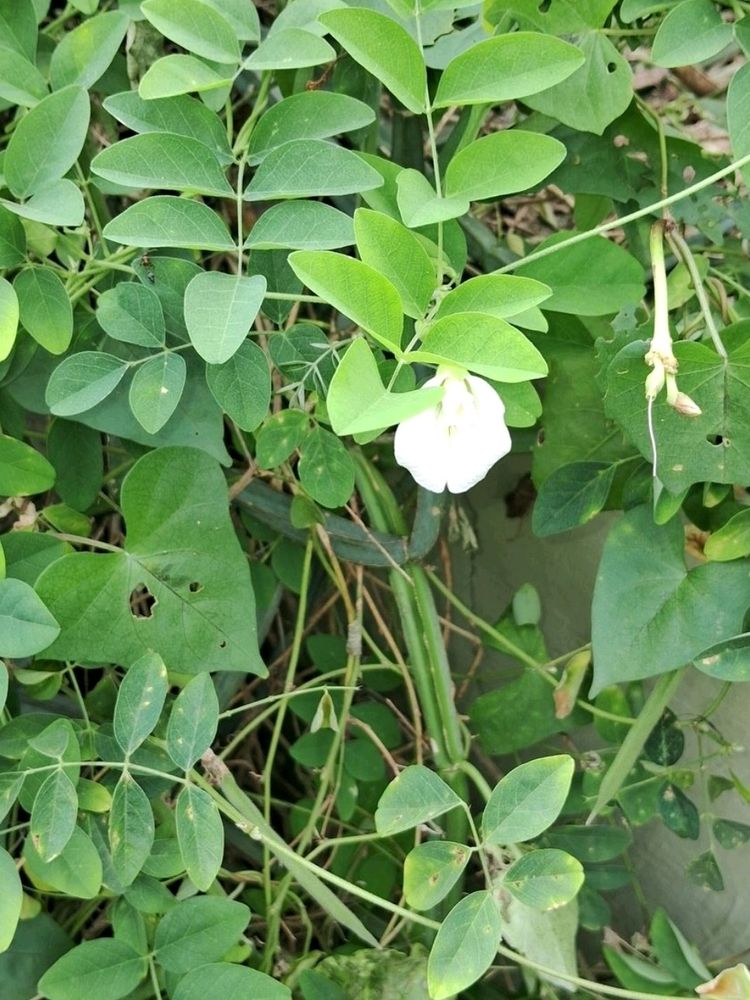 White Aparajitha Seeds 5 Pods