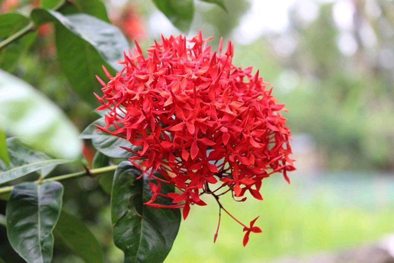 IXORA / RANGON PLANT