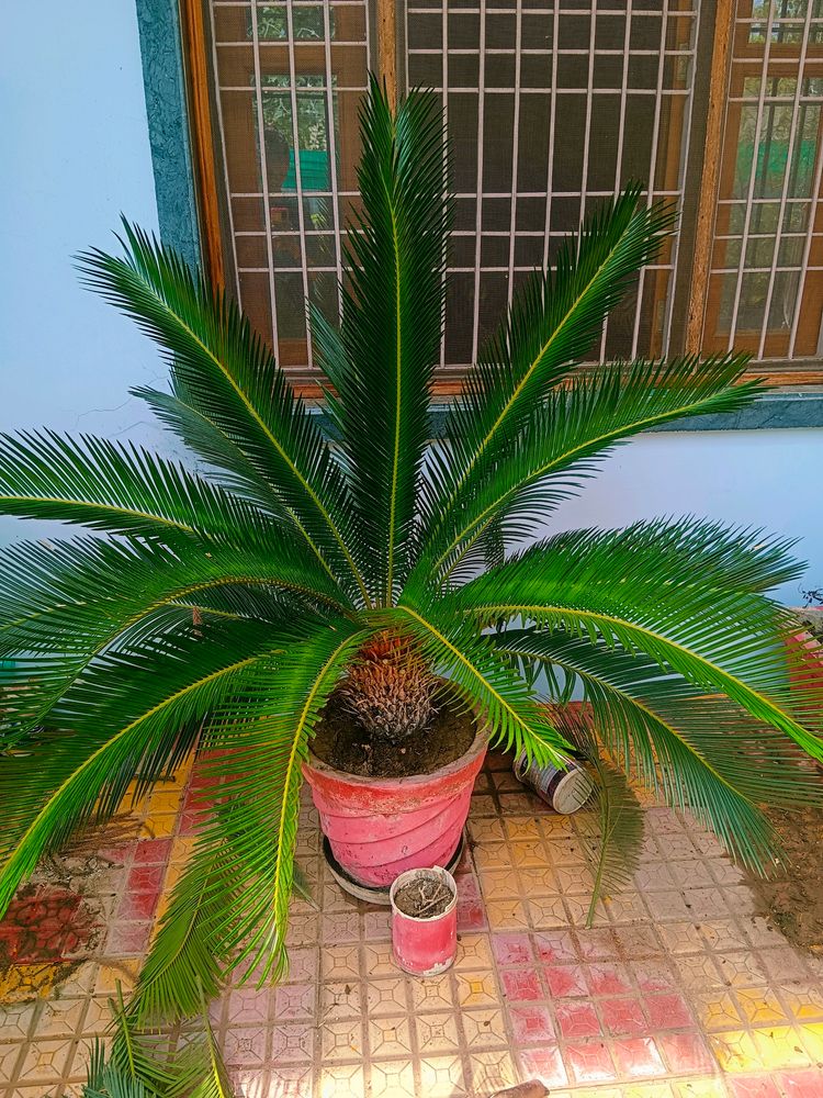 Sago Palm/Cycas Plant With Bulb