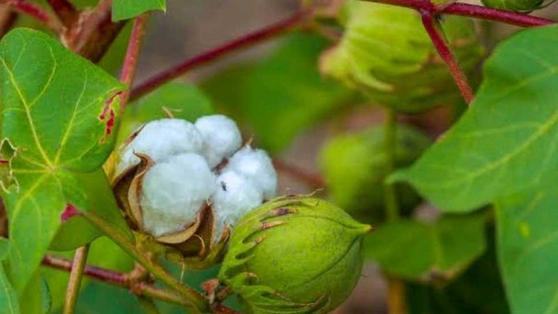 Cotton Plant Seeds