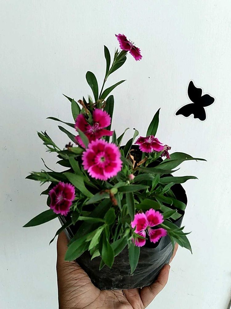 Chinese Pink Live Plant