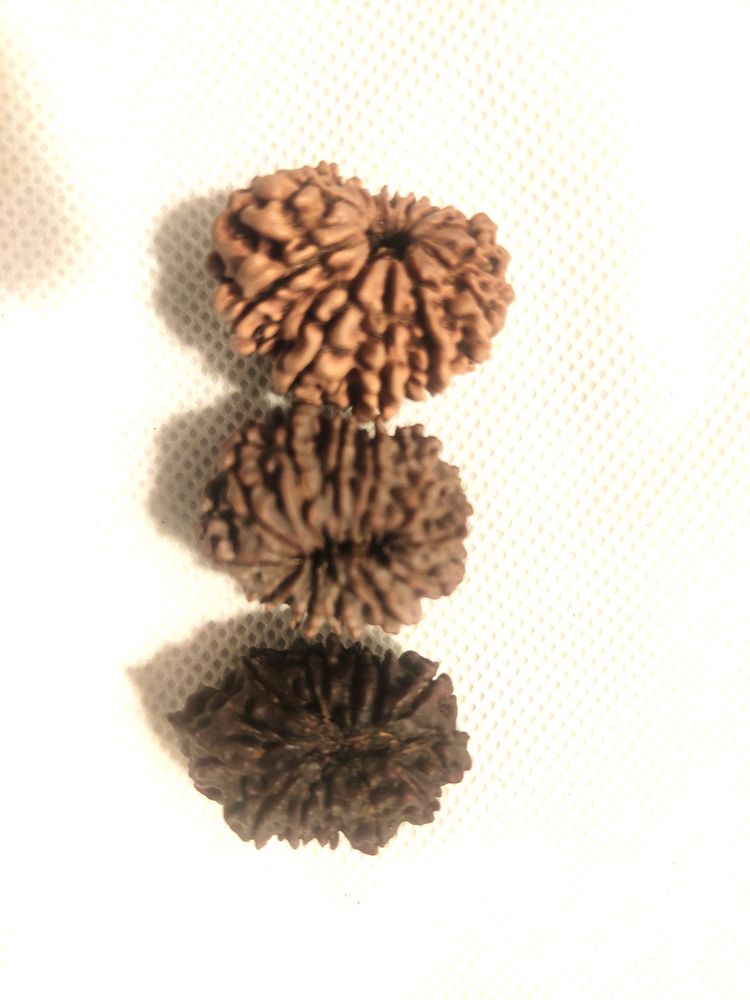 12 Mukhi Rudhrasha New From Nepal Orginal