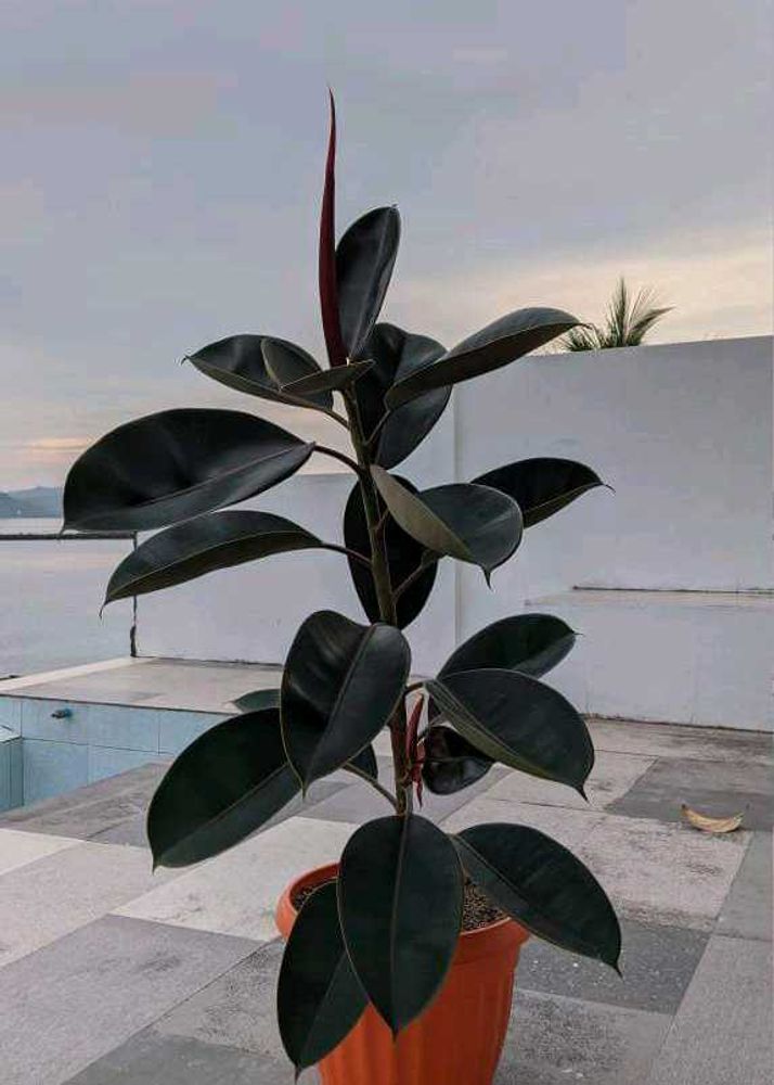 Rubber Plant (indoor & outdoor)