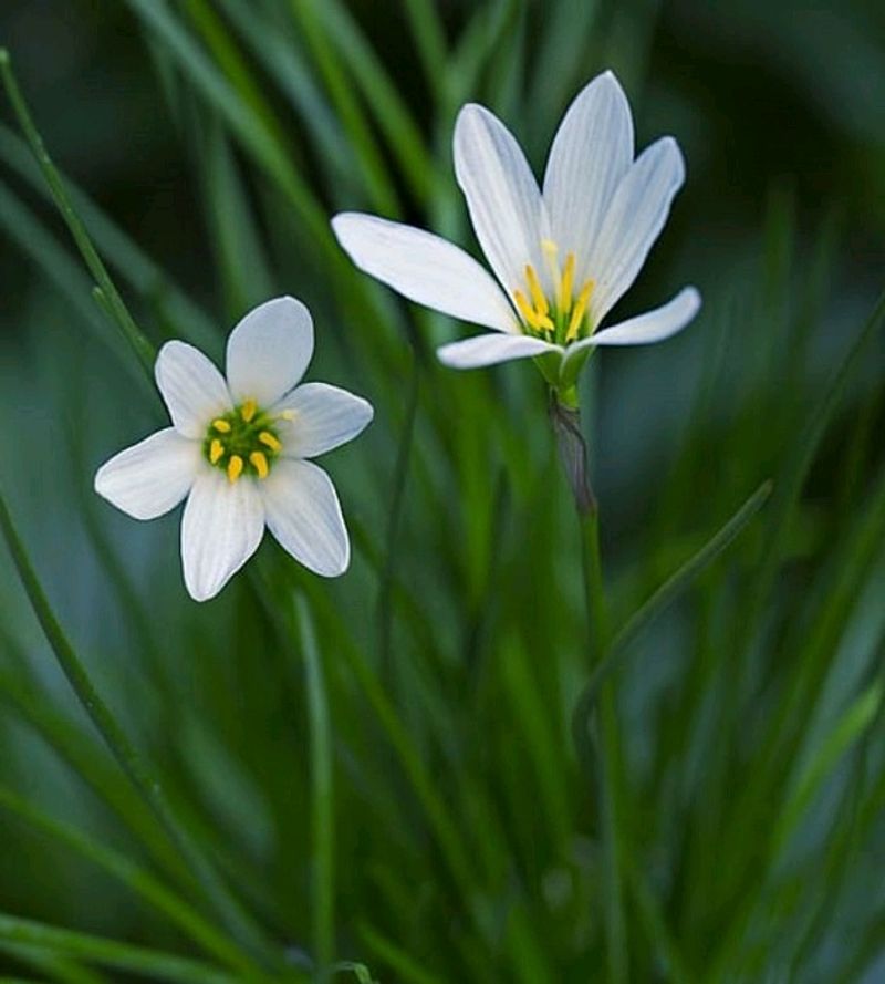 White Rain Lily Bulbs 25/-