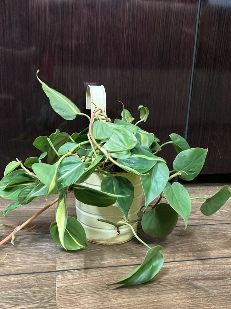 Pothos Plant