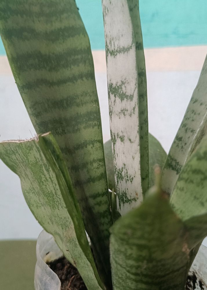 Snake Plant (Sansevieria)