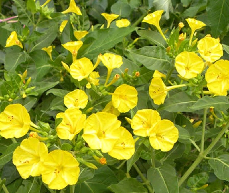 Yellow 4;0 Clock Plant Seeds