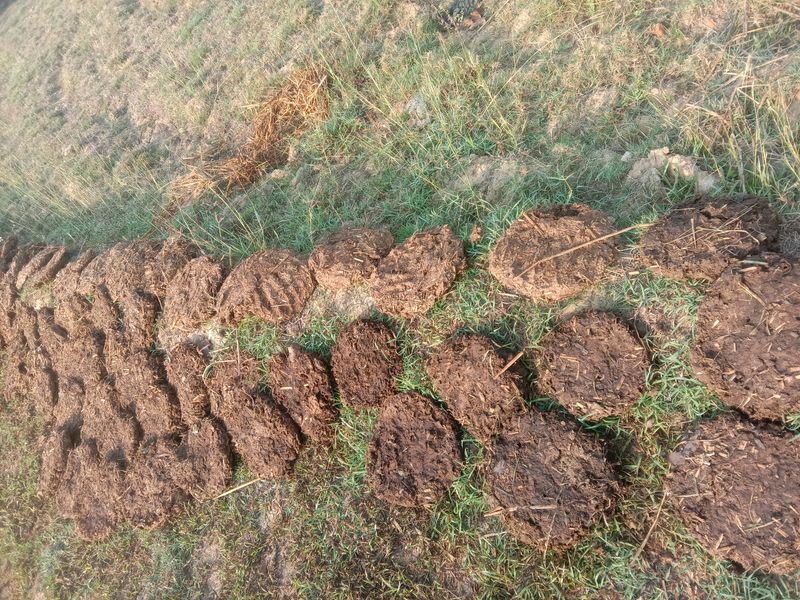 Upla/thepri/Cow dung Cake