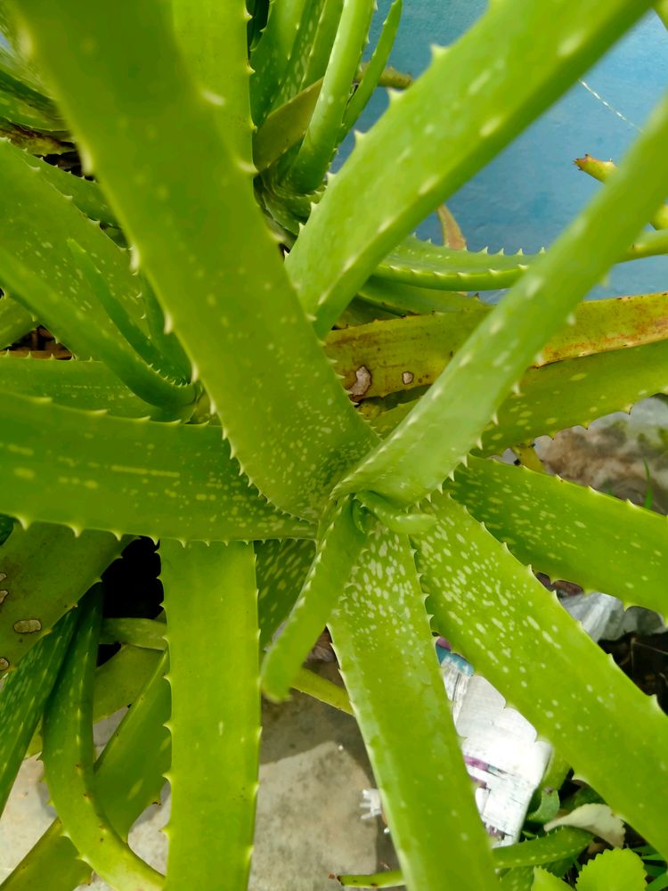 One Aloevera Plants