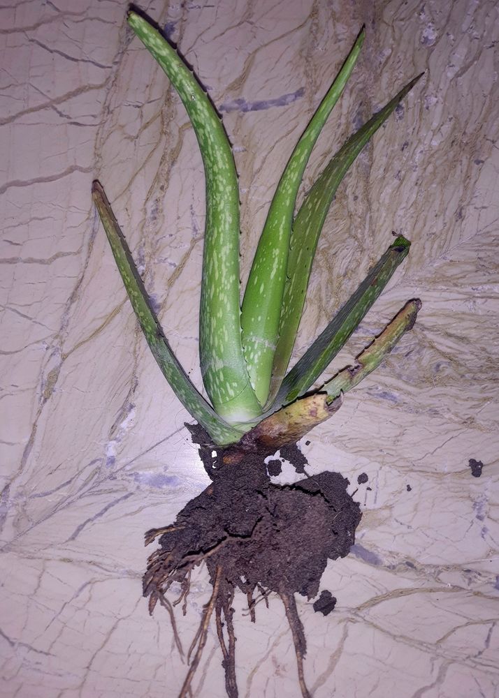 1Aloe Vera Plant /  For Home Garden Without Pot