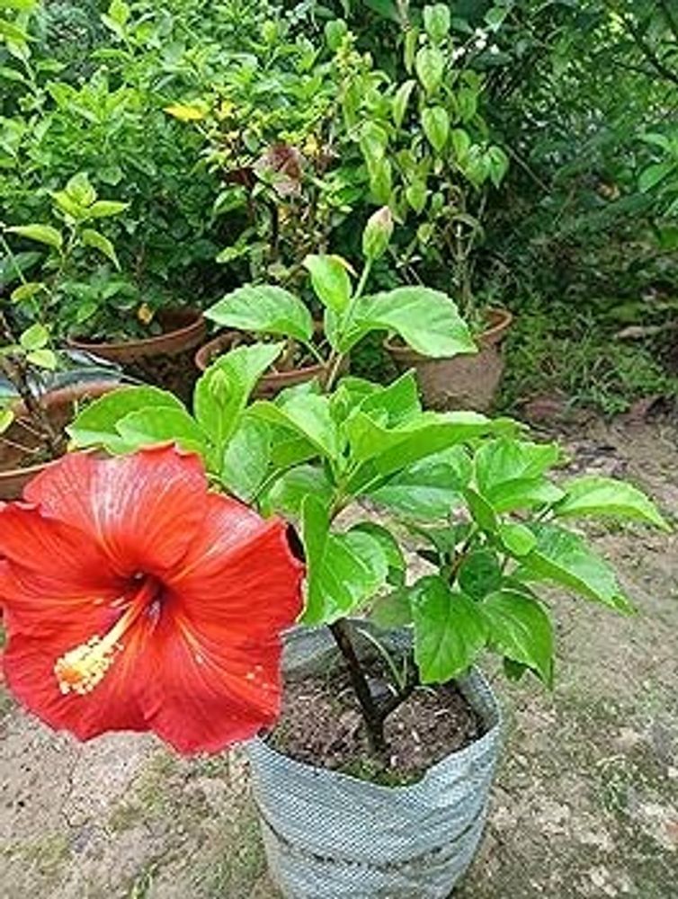 hibiscus Gudhal Plant Fool