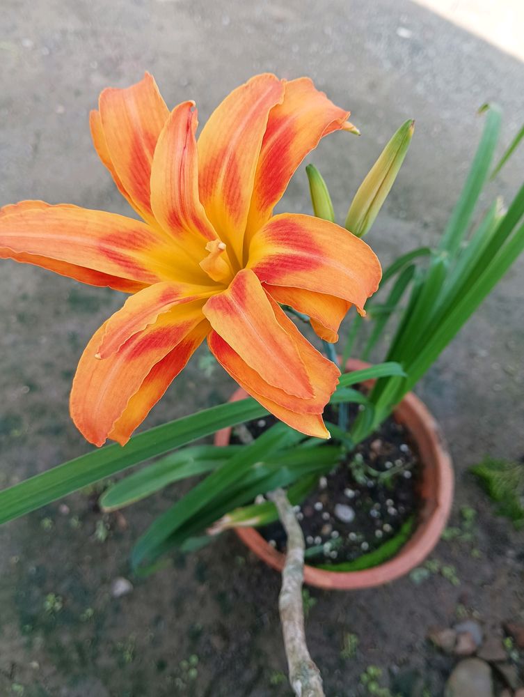 Orange Day Lily