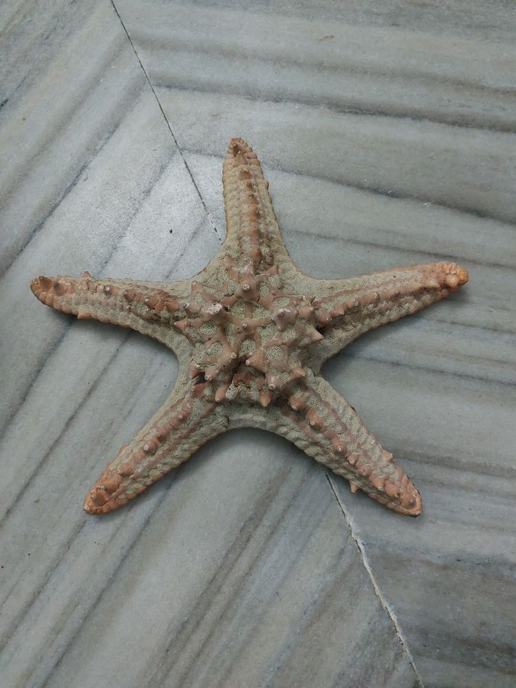 Dried Real Starfish From Kanyakumari.