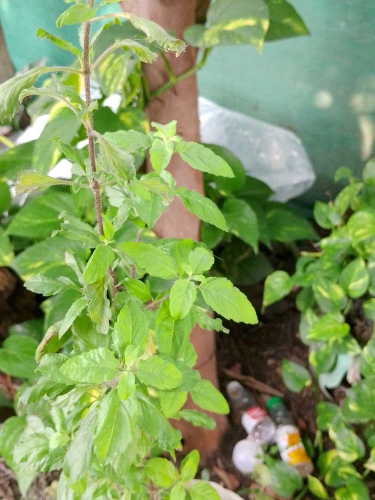 Tulsi Plant