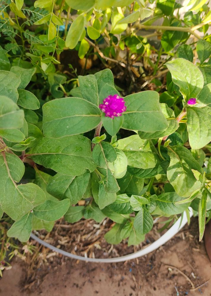 Vadamali Saplings 5