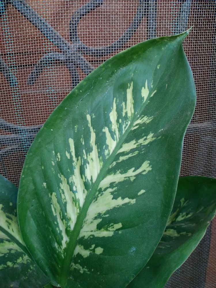 Combo Of Two Plants -Dieffenbachia And Giloya