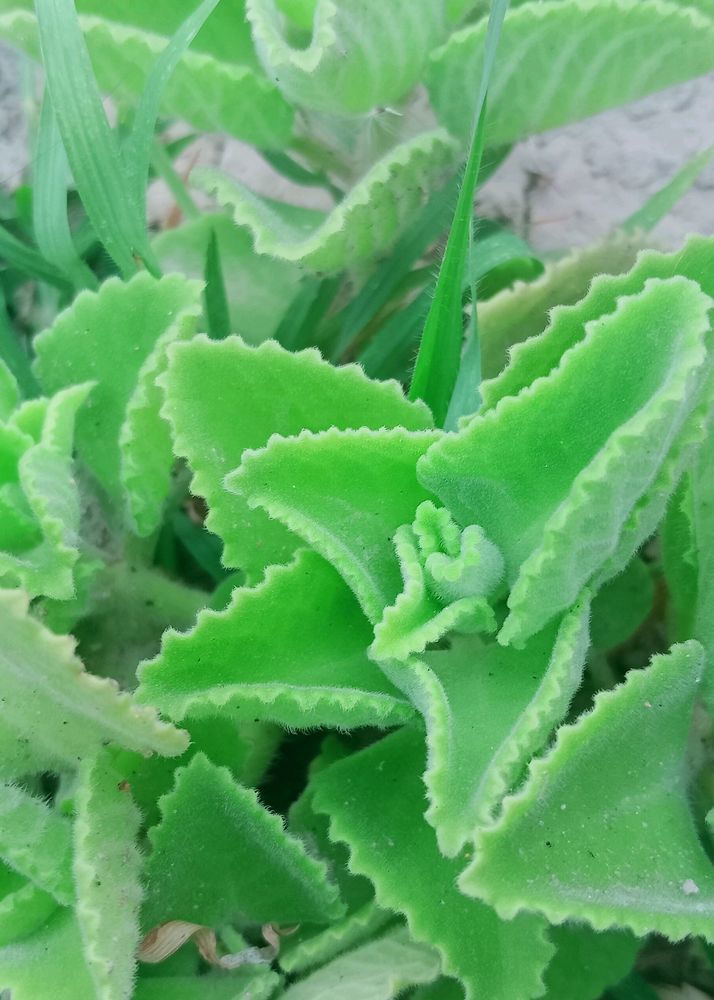 Healthy Ajwain Plant With Roots