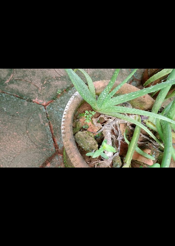 Aloe Vera Plant 🌵