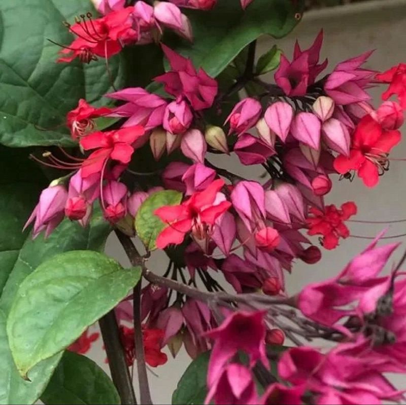 Bleeding Hearts-Pink Flowers