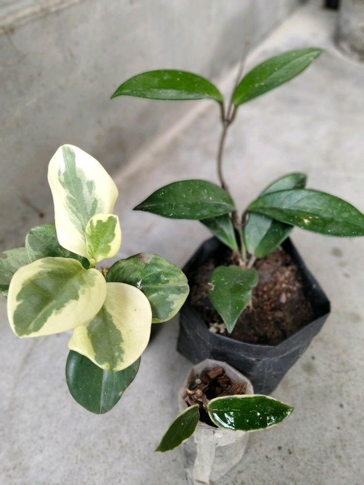 Hoyas And Peperomia