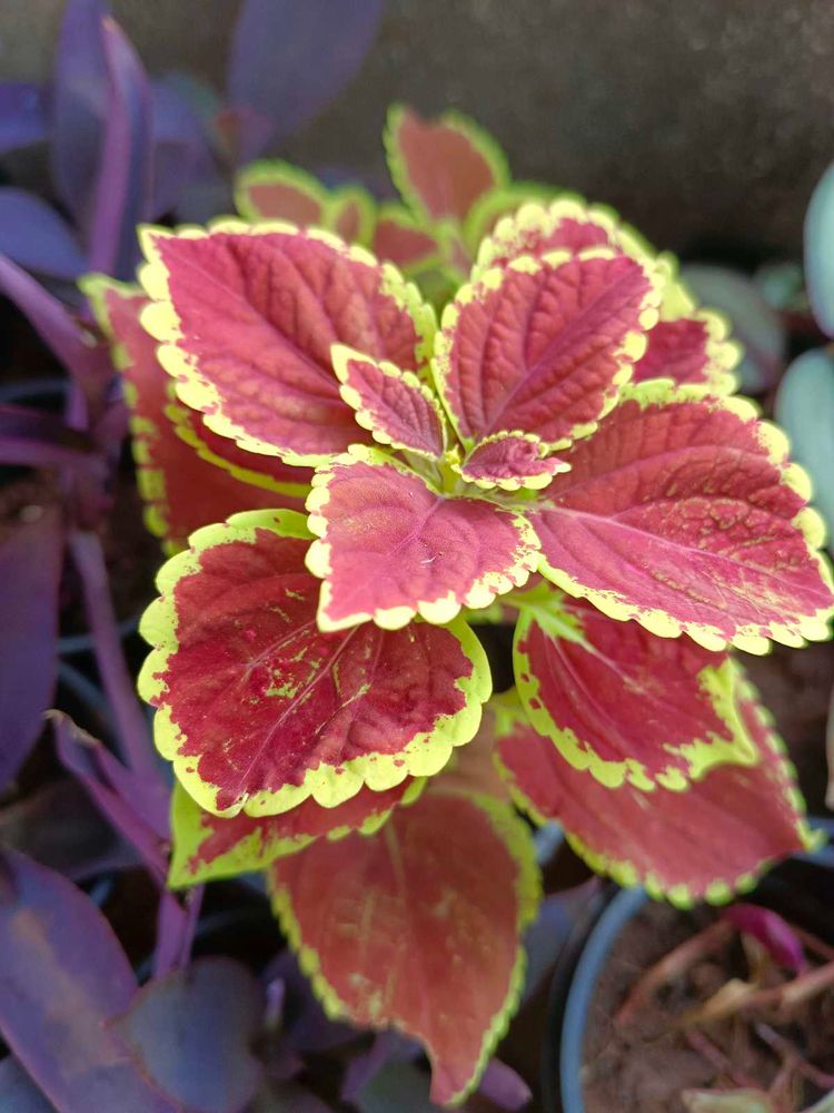 3 different Varieties Of Coleus Beautiful