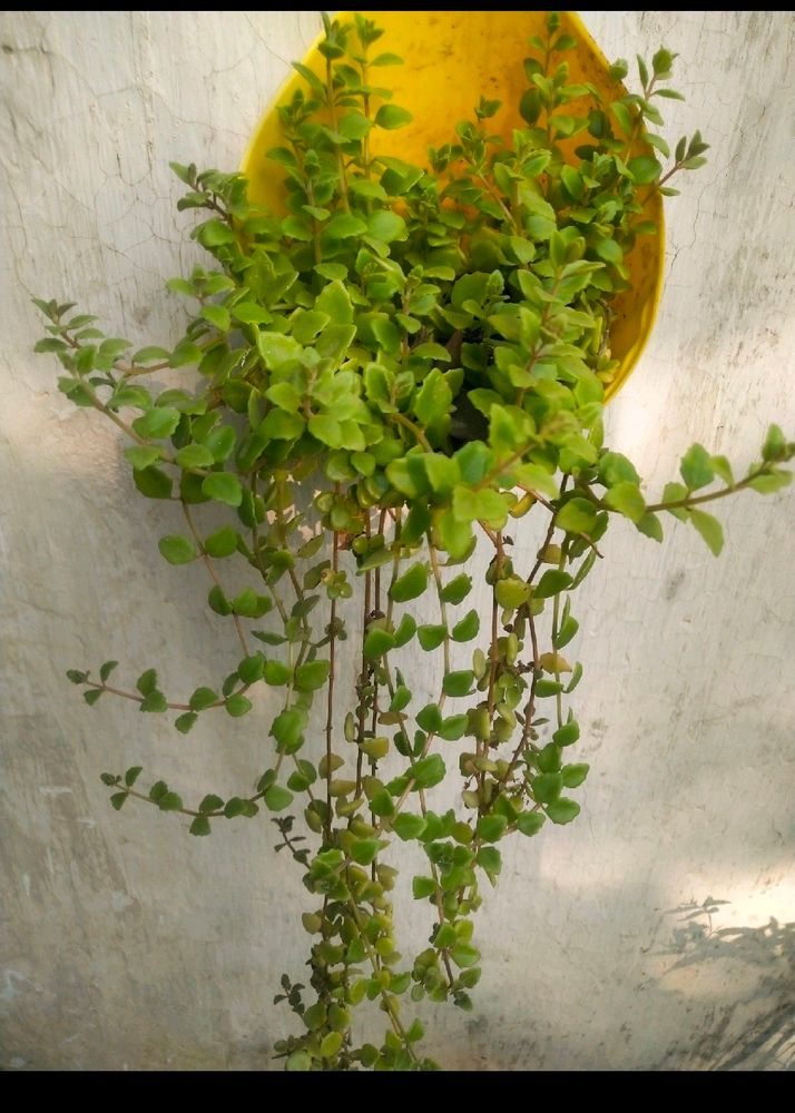 Super Se Uper Combo All 10 Plant Hanging Cutting