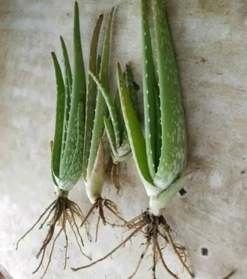 A Combo Of 4 Baby Aloe Vera Plants