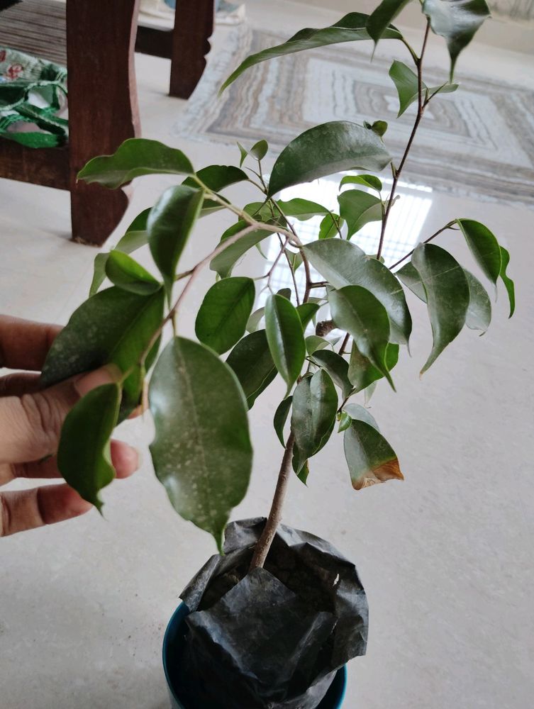 Ficus Plant With Pot & 5 Plan