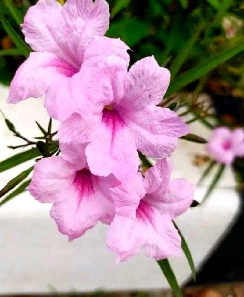 Offer 🎉pink ruellia tuberosa🌸🍀💐