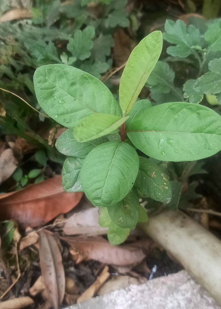 Guava/ Amrood Plant