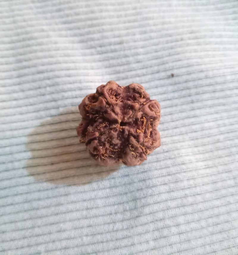 Original 4 mukhi rudraksha📿