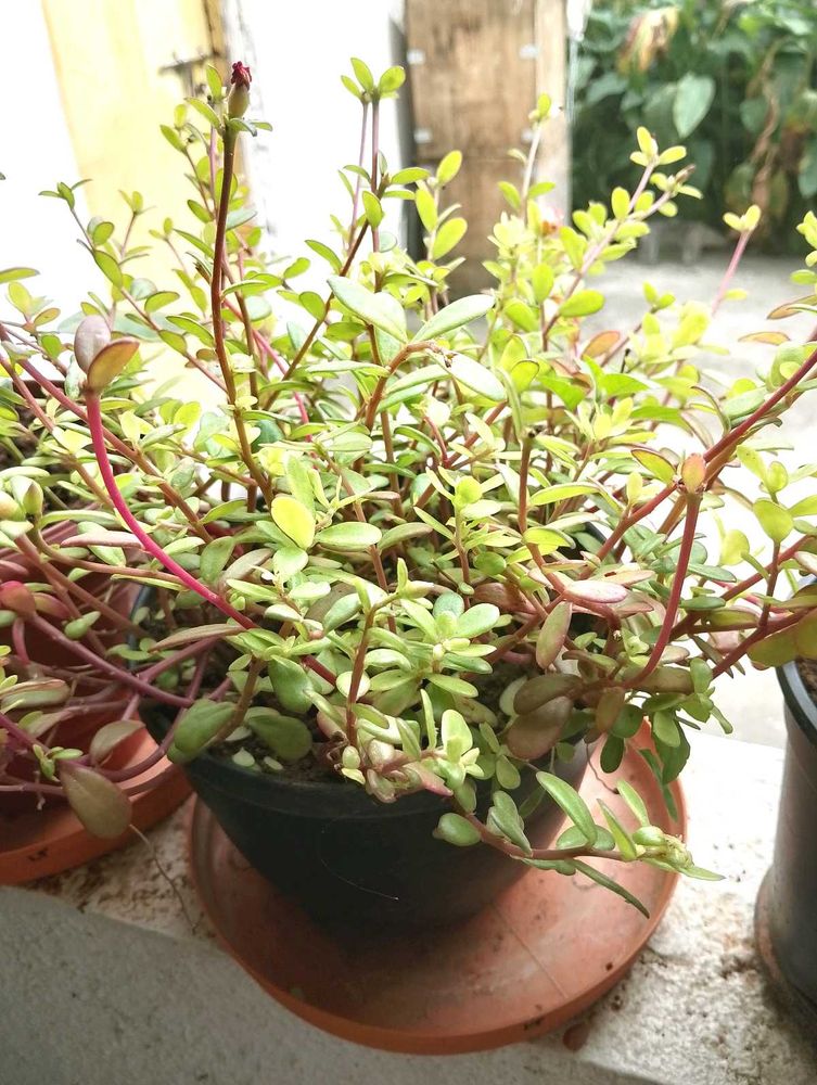 Elephant Blush Plant