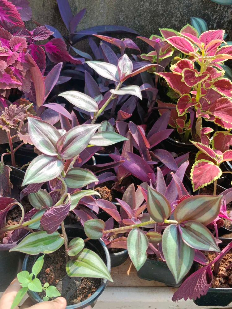 Wandering Jew Plant With Pot